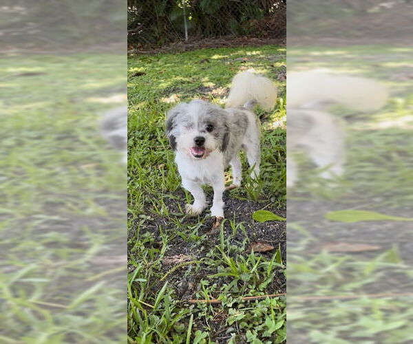 Medium Photo #5 Shih Tzu Puppy For Sale in Weston, FL, USA