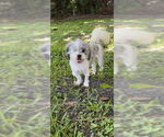 Small #4 Shih Tzu
