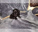 Small Photo #7 Schnauzer (Miniature)-Schnauzer (Standard) Mix Puppy For Sale in ALAMOSA, CO, USA