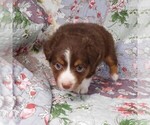 Small #14 Miniature Australian Shepherd