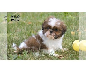 Shih Tzu Puppy for sale in CLARE, MI, USA