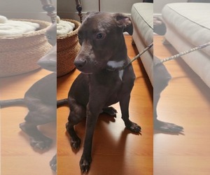 Labrador Retriever-Unknown Mix Dogs for adoption in Minneapolis, MN, USA