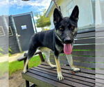 Small #1 German Shepherd Dog Mix