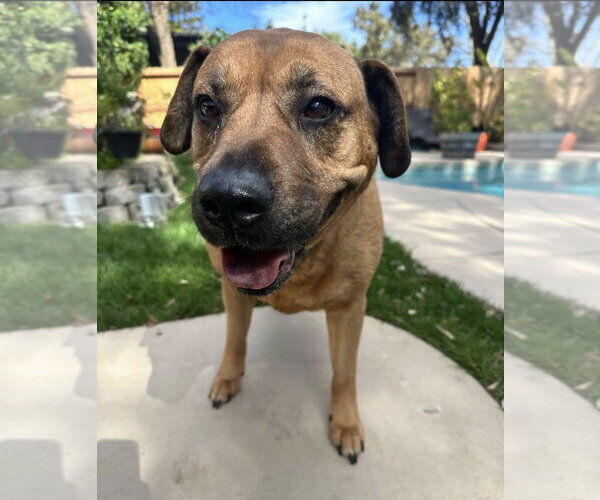 Medium Photo #1 Labrador Retriever-Unknown Mix Puppy For Sale in Davis, CA, USA