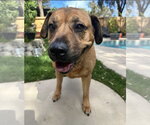 Small Labrador Retriever Mix