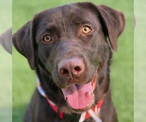 Coconut - Adoption In Process - Female Labrador Retriever Dog for Adoption - Photo #3