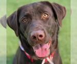 Small Photo #3 Labrador Retriever Puppy For Sale in San Diego, CA, USA