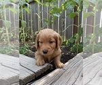 Puppy Ethel Goldendoodle