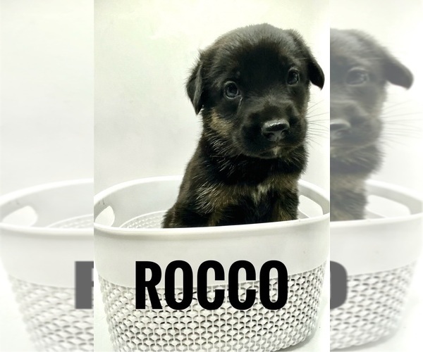 Medium Photo #1 German Shepherd Dog Puppy For Sale in LORIS, SC, USA