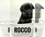 Puppy Rocco German Shepherd Dog