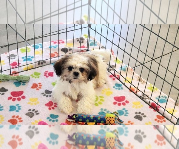 Medium Photo #3 Shih Tzu Puppy For Sale in ORO VALLEY, AZ, USA