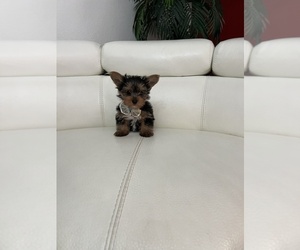 Yorkshire Terrier Puppy for sale in CLEWISTON, FL, USA