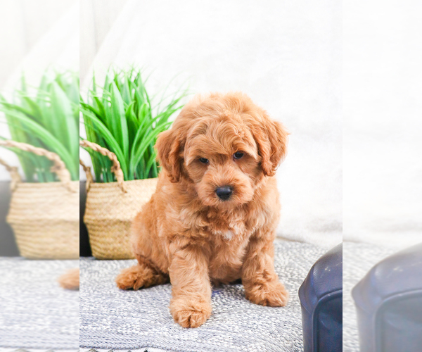 Medium Photo #2 Goldendoodle (Miniature) Puppy For Sale in SYRACUSE, IN, USA
