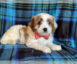 Cavapoo Puppy for sale in LAKELAND, FL, USA