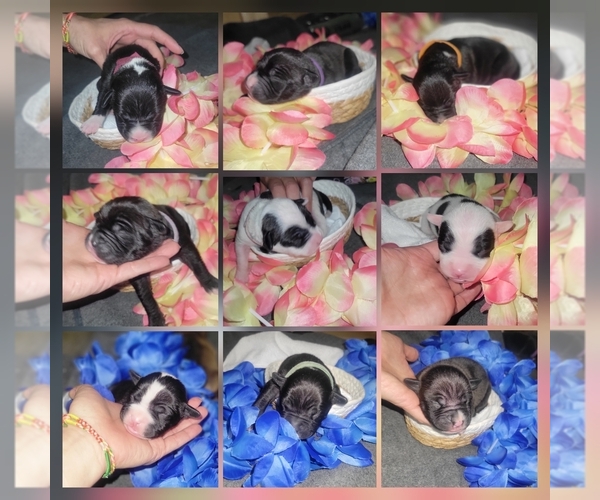 Medium Photo #1 American Pit Bull Terrier Puppy For Sale in ALBUQUERQUE, NM, USA