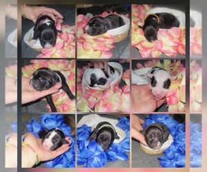 American Pit Bull Terrier Puppy for sale in ALBUQUERQUE, NM, USA