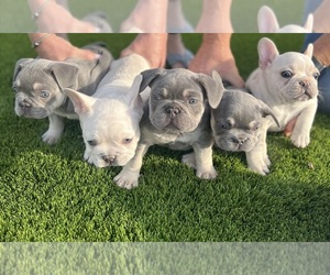 French Bulldog Puppy for Sale in NORCO, California USA