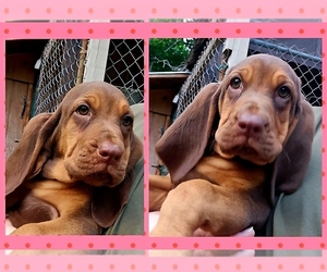 Bloodhound Puppy for sale in TOCCOA, GA, USA