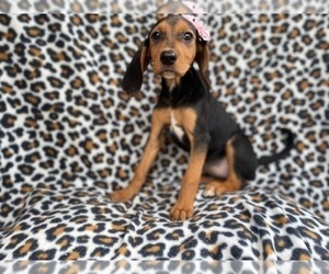 Black Mouth Cur-Treeing Walker Coonhound Mix Puppy for sale in LAKELAND, FL, USA