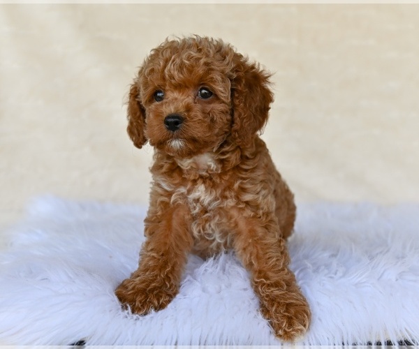 Medium Photo #5 Cock-A-Poo Puppy For Sale in MILLERSBURG, OH, USA