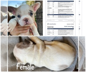 French Bulldog Puppy for sale in GILBERT, AZ, USA