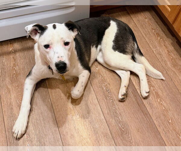 Medium Photo #10 Border Collie-Unknown Mix Puppy For Sale in Sandy, UT, USA
