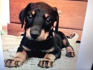 Doberman Pinscher Puppy for sale in DES PLAINES, IL, USA