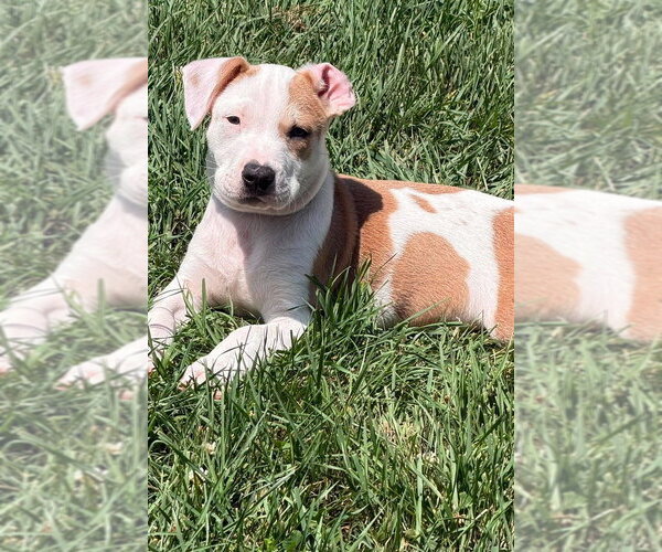 Medium Photo #9 Mutt Puppy For Sale in Wenonah, NJ, USA