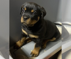 Rottweiler Puppy for sale in HUGHESVILLE, MD, USA