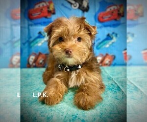 Yorkshire Terrier Puppy for Sale in WINNSBORO, Louisiana USA