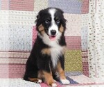 Small #2 Miniature Australian Shepherd