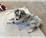 Small Photo #4 Australian Shepherd Puppy For Sale in BERESFORD, SD, USA