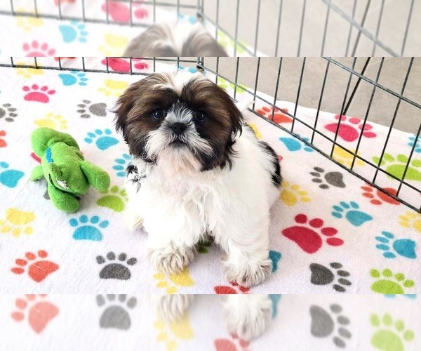 Medium Photo #6 Shih Tzu Puppy For Sale in ORO VALLEY, AZ, USA