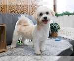 Small Photo #3 Havanese Puppy For Sale in SYRACUSE, IN, USA