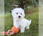 Eddie - Male Maltese Puppy for Sale - Photo #5