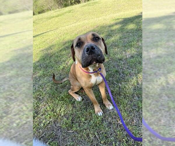 Medium Photo #1 Mastiff Puppy For Sale in Forestville, MD, USA