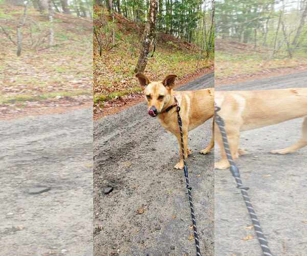 Medium Photo #4 Mutt Puppy For Sale in Croydon, NH, USA