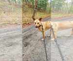 Small #3 Mutt