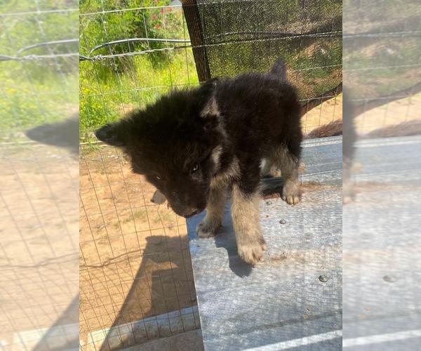 Medium Photo #4 Gerberian Shepsky Puppy For Sale in HAYDEN, AL, USA