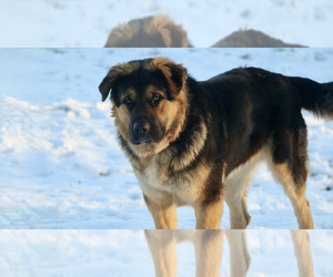 Father of the Anatolian Shepherd-Saint Bernard Mix puppies born on 05/10/2023