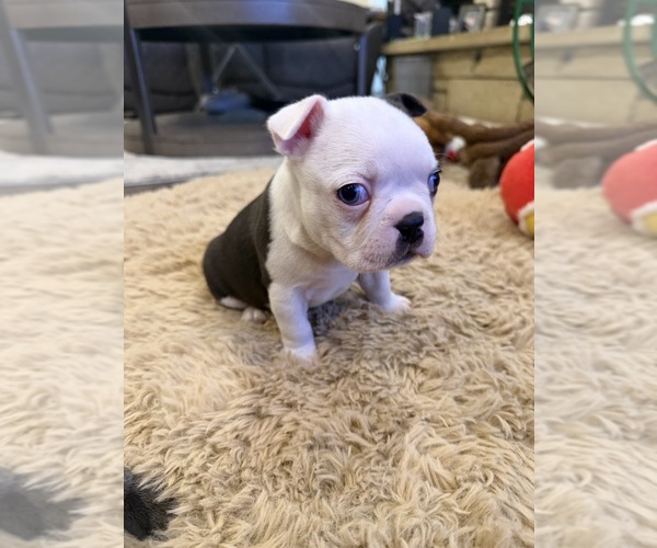 Medium Photo #2 Boston Terrier Puppy For Sale in FREDONIA, KS, USA