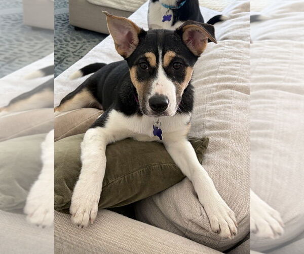 Medium Photo #8 Alaskan Malamute-Unknown Mix Puppy For Sale in Oak Bluffs, MA, USA