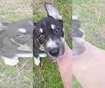 Small #15 Huskies  Mix