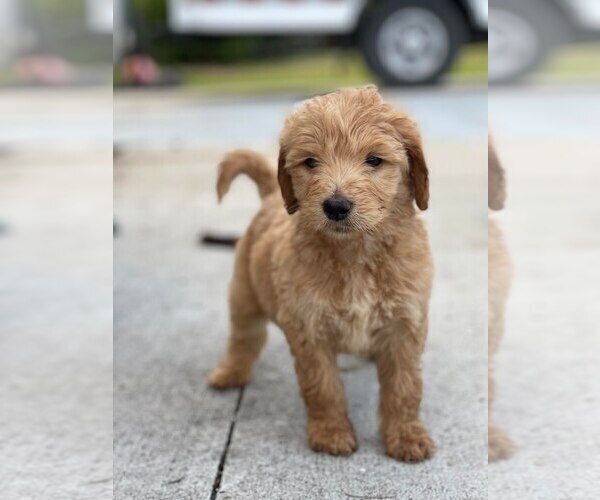 Medium Photo #1 Golden Retriever-Goldendoodle Mix Puppy For Sale in VERO BEACH, FL, USA