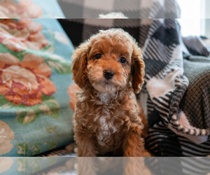 Cockapoo Puppy for sale in MORAVIA, NY, USA