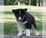 Small #1 Samoyed-Siberian Husky Mix