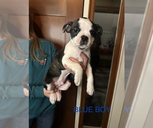 Boston Terrier Puppy for sale in VALDOSTA, GA, USA