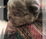 Small Photo #2 French Bulldog Puppy For Sale in PLACERVILLE, CA, USA