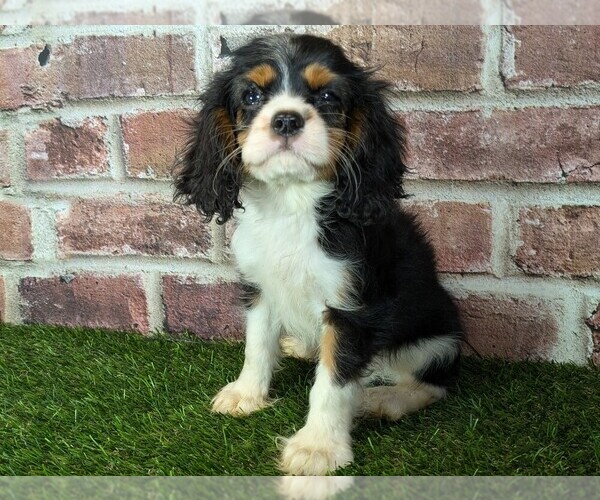 Medium Photo #1 Cavalier King Charles Spaniel Puppy For Sale in MOBERLY, MO, USA