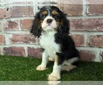 Image preview for Ad Listing. Nickname: Duke